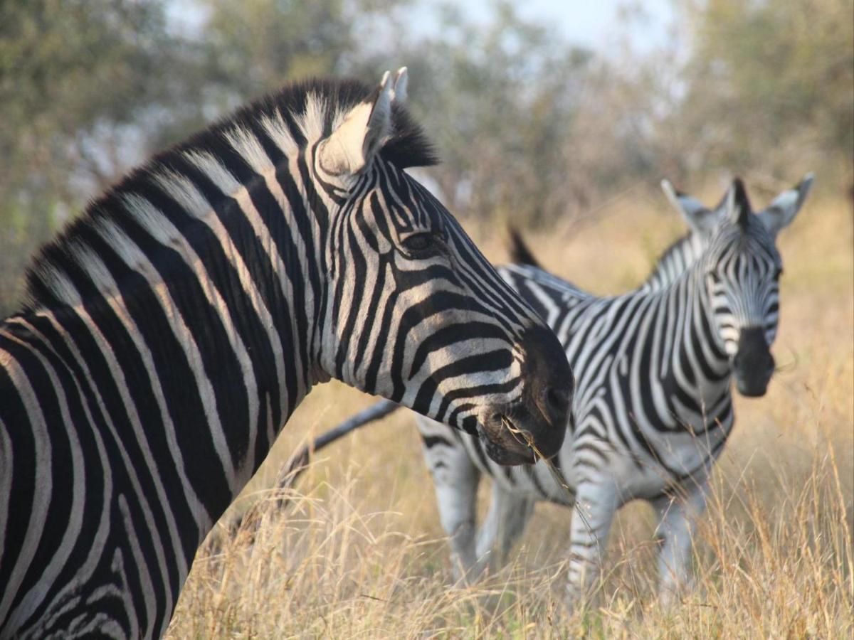 Masorini Bush Lodge & Safari Tents Phalaborwa Luaran gambar