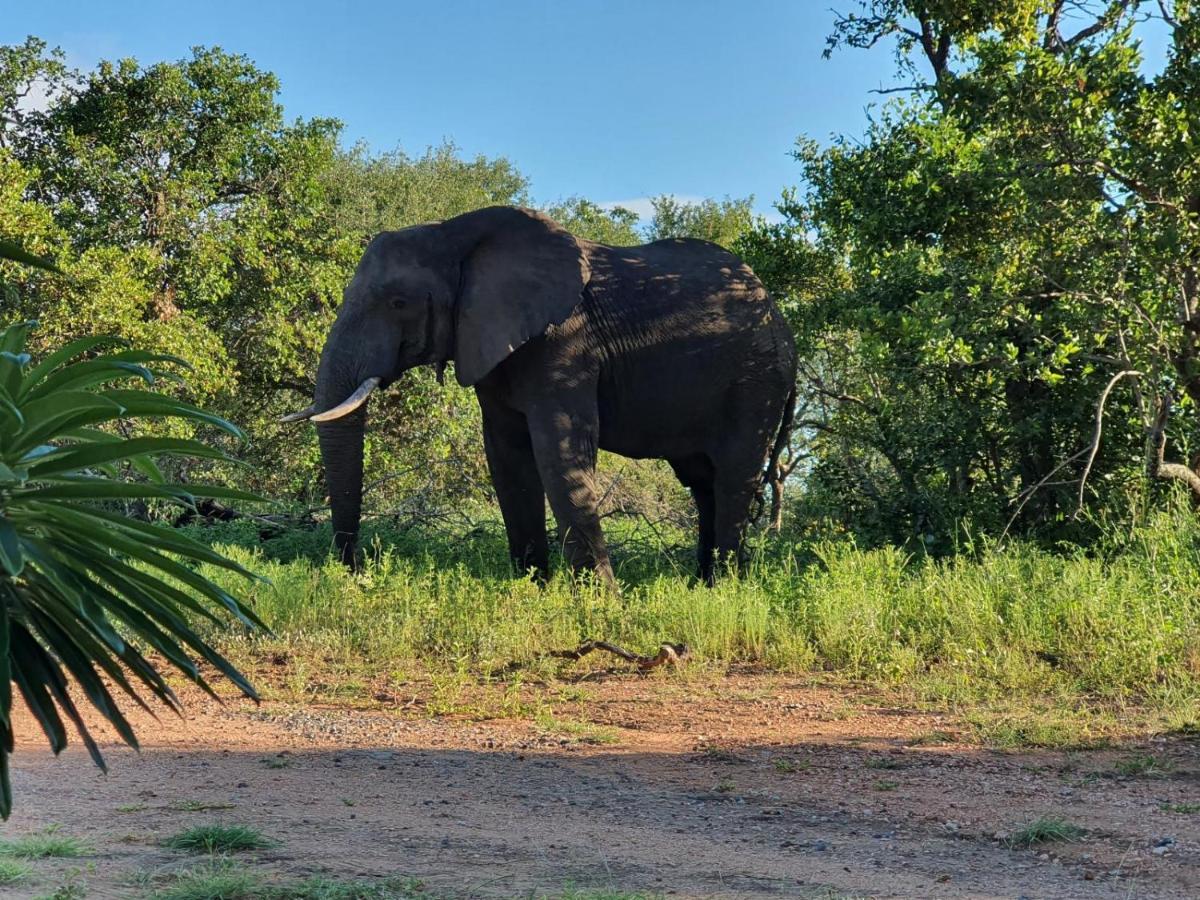 Masorini Bush Lodge & Safari Tents Phalaborwa Luaran gambar