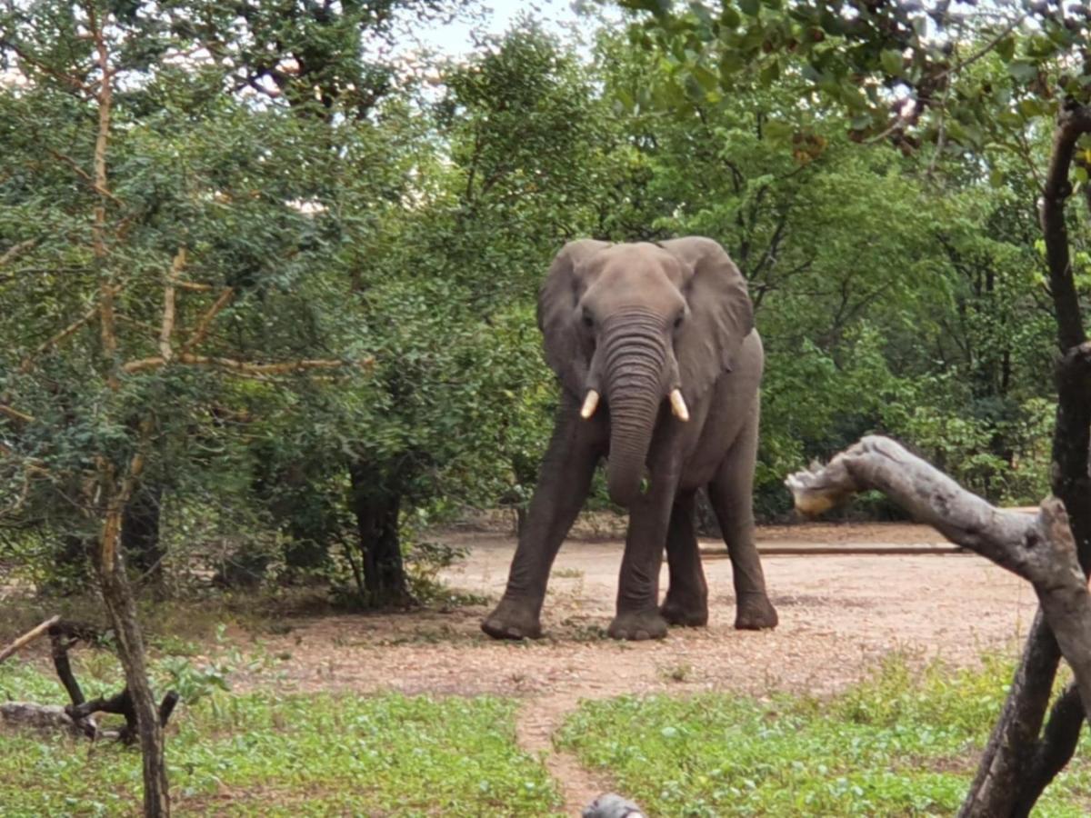 Masorini Bush Lodge & Safari Tents Phalaborwa Luaran gambar